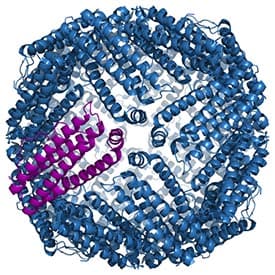 Ferritin