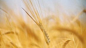 Links to Food Allergies category of lessons.