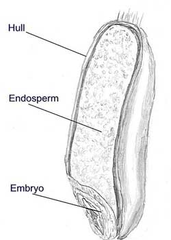 Gluten's Origin: Endosperm